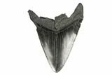 Bargain, Fossil Megalodon Tooth - South Carolina #168231-2